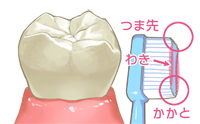 ブラッシング